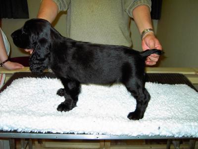 Black Dog (Mr Frosty).jpg