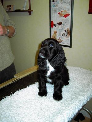 Black Dog (Mr Frosty).jpg