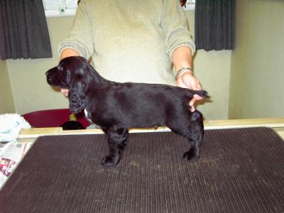 Black Dog (Dylan).jpg