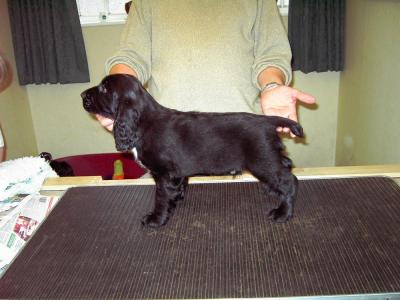 Black Dog (Dylan).jpg