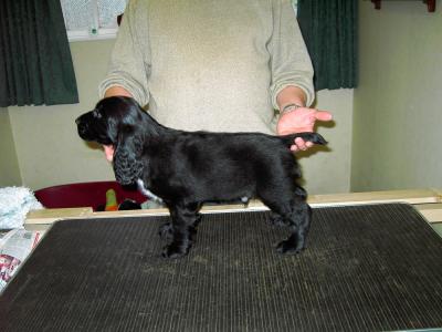 Black Dog (Dylan).jpg