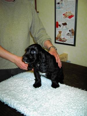 Black Dog (Dylan).jpg