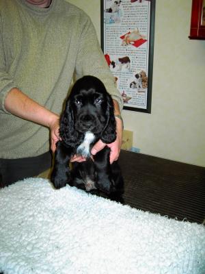 Black Dog (Dylan).jpg