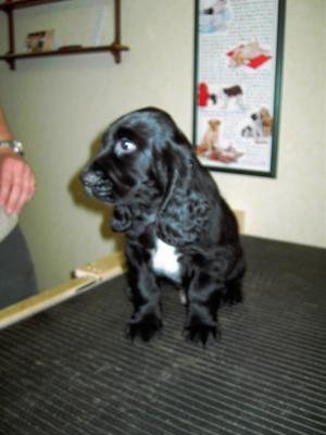 Black Dog (Dylan).jpg