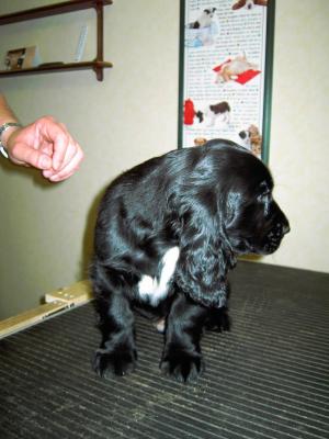 Black Dog (Dylan).jpg