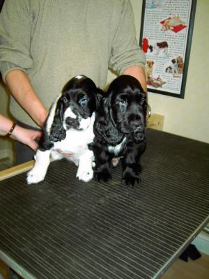 Blue Roan Boy & Black Dog (Dylan).jpg