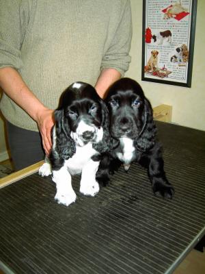 Blue Roan Boy & Black Dog (Dylan).jpg