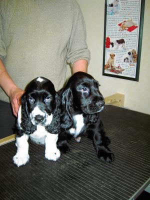 Blue Roan Boy & Black Dog (Dylan).jpg