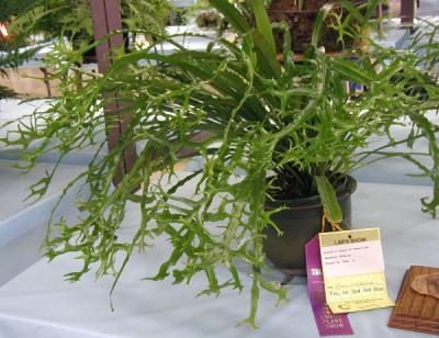Asplenium nidus, sp (species)