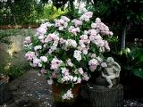 Renae...grown as a tree rose in a large wooden tub.  Renae can also be grown as a wonderful climber