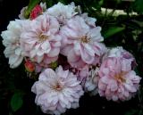 Renae Blooms...fragrant and lovely!