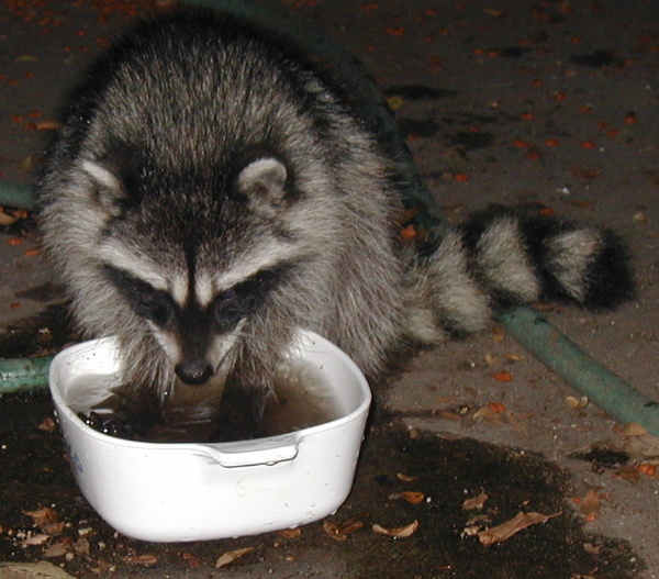 Racoons love to play in the water!