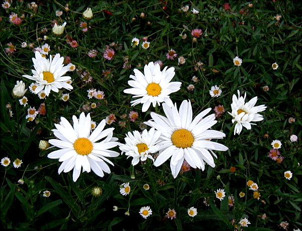 Shasta Daisy and Santa Barbara Daisy