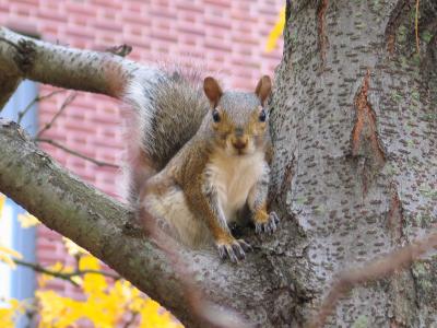 Squirrel Tree Princeton CS