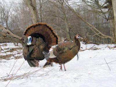 wild turkey  158_5900