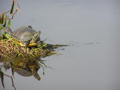 Turtle