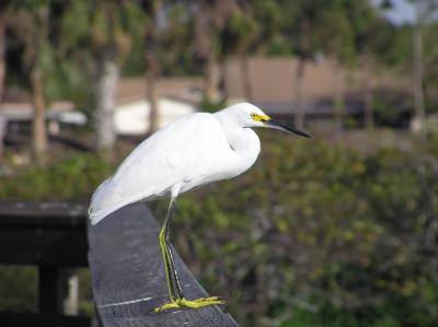 Snowy Egret on the Boardwalk