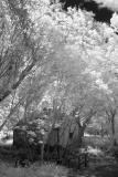 IMG13035old cottage redo bw.jpg