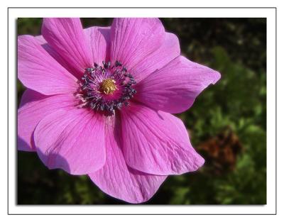 Deep pink flower 2013)