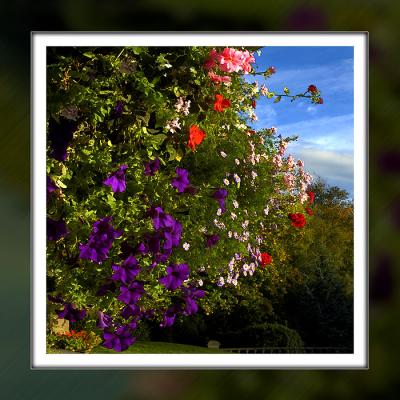 Brunel Manor ~ hanging basket (2188)