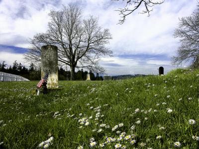 Port Gamble--Dandelions