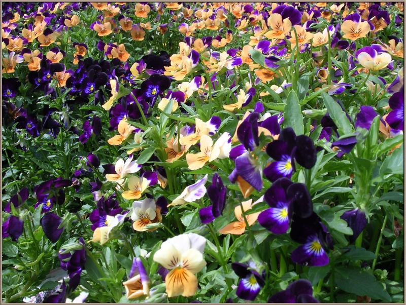 3-23-04 More Spring Flowers