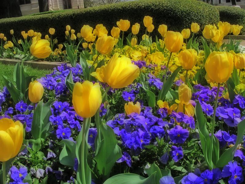 4-02-04 Beautiful Yellow Tulips