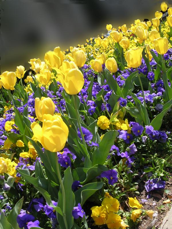 gauss1tulip.jpg
