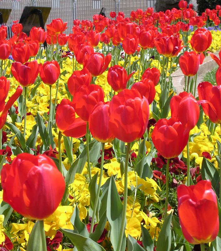 redtulips1.jpg