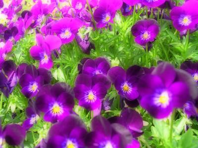 3-21-04 Purple Spring Flowers