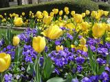 Tulips At The Georgia State Capital Spring 04