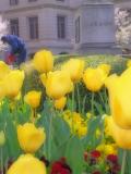 closeupyellowtulipdreamcopy.jpg