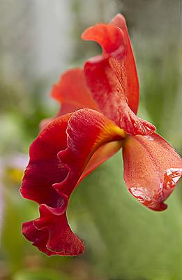 Cattleya