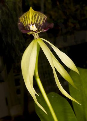 Encyclia cohleata