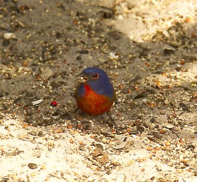 Painted Bunting - male