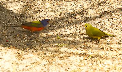 Painted Bunting - male & female