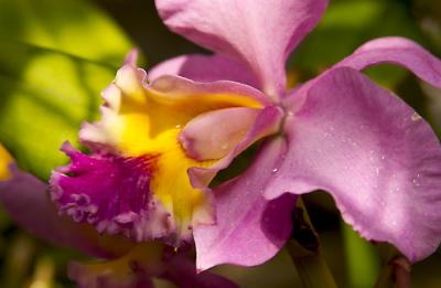 Cattleya