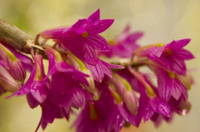 Dendrobium secundum