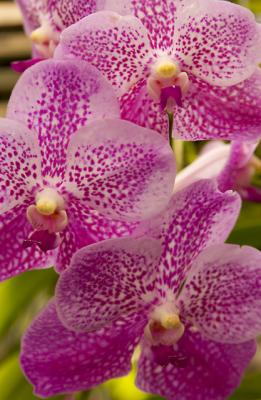 Vanda