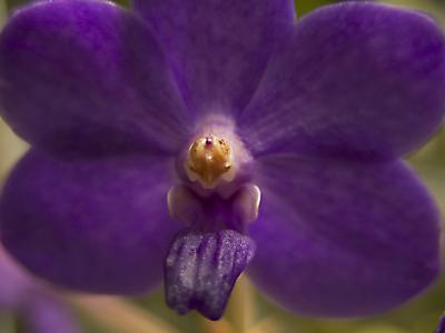 Ascocentrum 'Pine River' blue