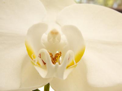 Phalaenopsis