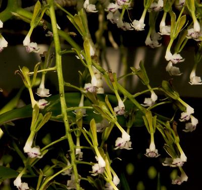 Epidendrum scriptum