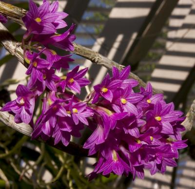 Dendrobium secundum