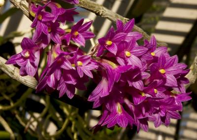 Dendrobium secundum