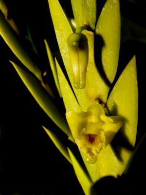 Dendrobium anceps