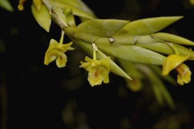 Dendrobium anceps