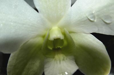 Dendrobium