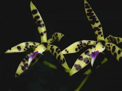 Encyclia prismatocarpum