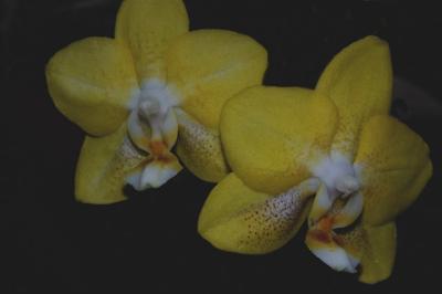 Phalaenopsis