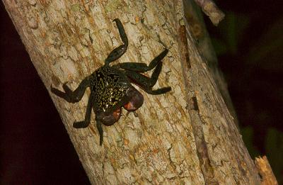 Red Mangrove Tree Crab